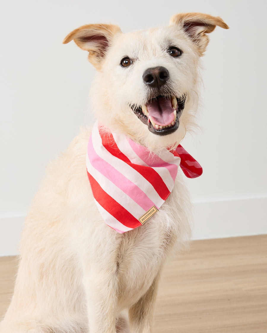 Taffy Stripes - Pet Bandana - Peppermint Swirl - Printfresh
