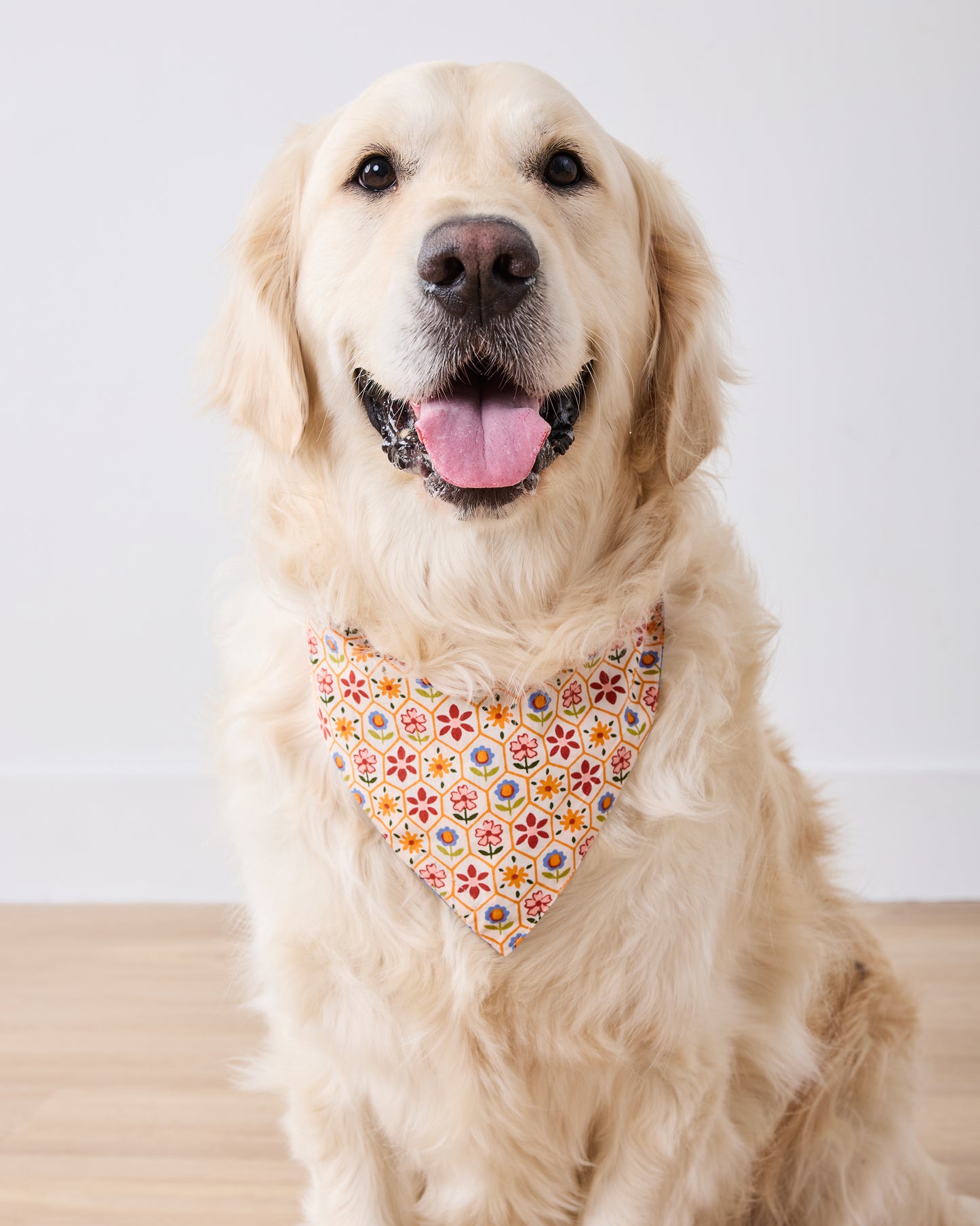 Golden retriever wearing a reversible pet bandana with a blue bee-and-floral side facing forward.